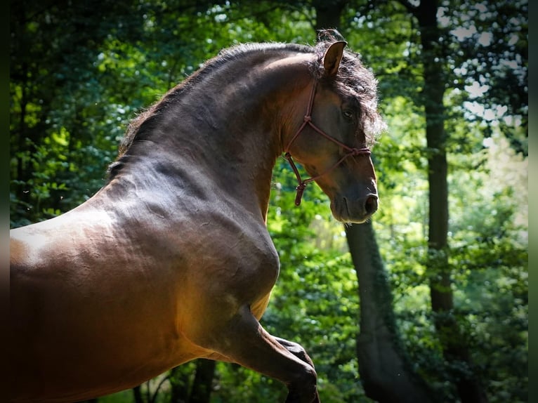 PRE Croisé Étalon 8 Ans 178 cm Bai brun in HEUVELLAND