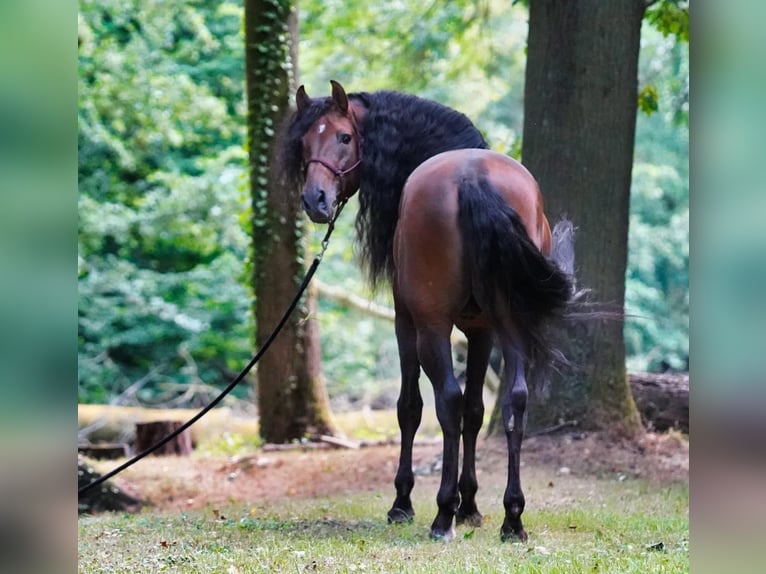 PRE Croisé Étalon 8 Ans 178 cm Bai brun in HEUVELLAND