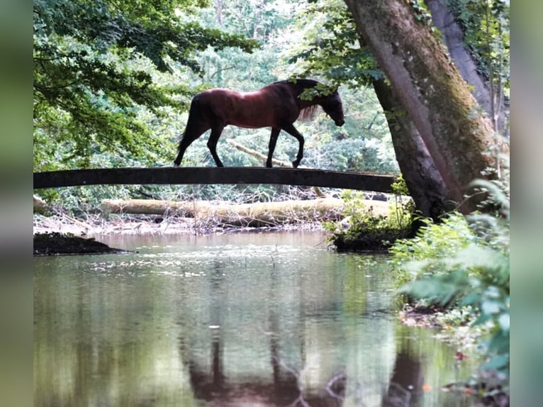 PRE Croisé Étalon 8 Ans 178 cm Bai brun in HEUVELLAND