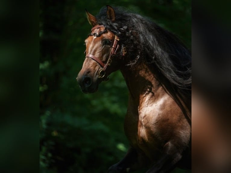 PRE Croisé Étalon 8 Ans 178 cm Bai brun in HEUVELLAND