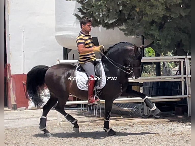 PRE Croisé Étalon 9 Ans 158 cm Bai in Sevilla