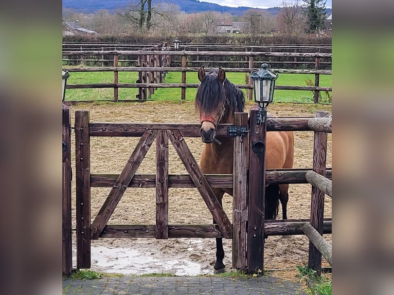 PRE Croisé Étalon 9 Ans 158 cm Isabelle in Raeren