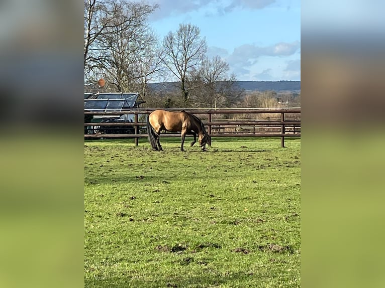 PRE Croisé Étalon 9 Ans 158 cm Isabelle in Raeren