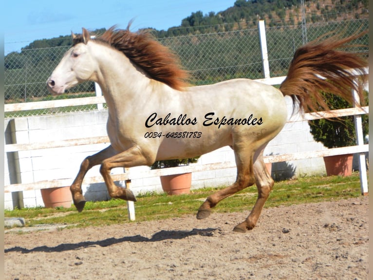 PRE Étalon 9 Ans 158 cm Perlino in Vejer de la Frontera