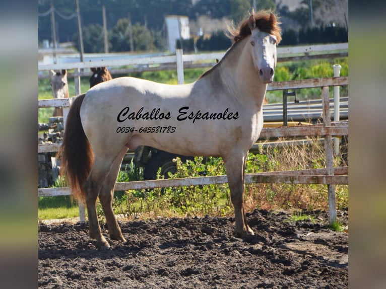 PRE Étalon 9 Ans 158 cm Perlino in Vejer de la Frontera