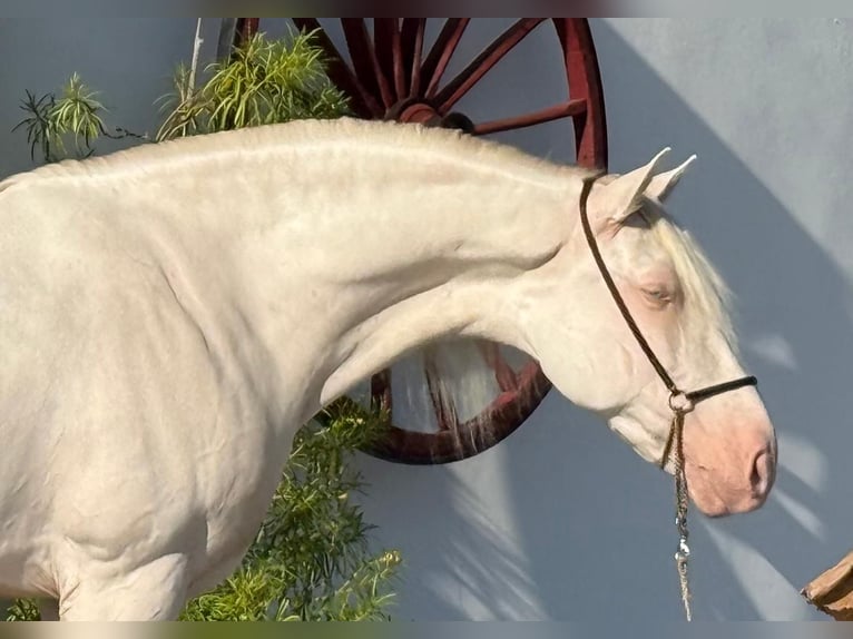 PRE Croisé Étalon 9 Ans 160 cm Cremello in Valencia