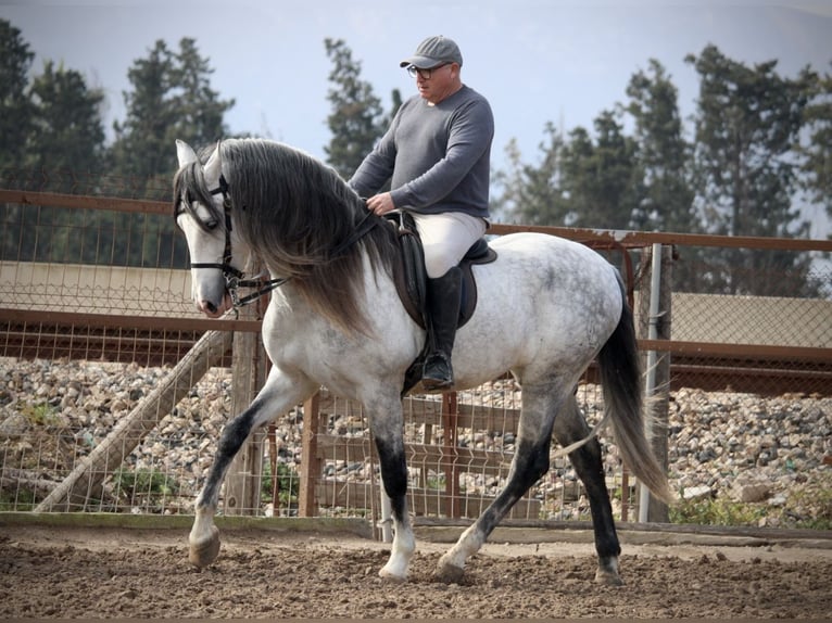 PRE Croisé Étalon 9 Ans 160 cm Gris in Valencia