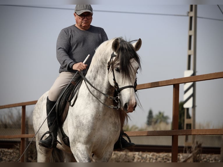 PRE Croisé Étalon 9 Ans 160 cm Gris in Valencia