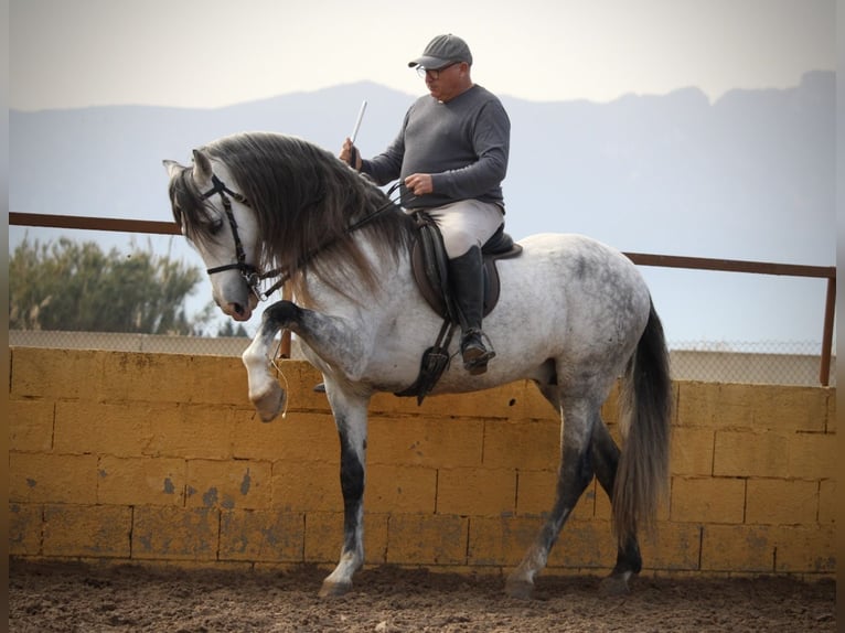 PRE Croisé Étalon 9 Ans 160 cm Gris in Valencia