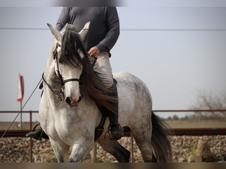 PRE Croisé Étalon 9 Ans 160 cm Gris in Valencia