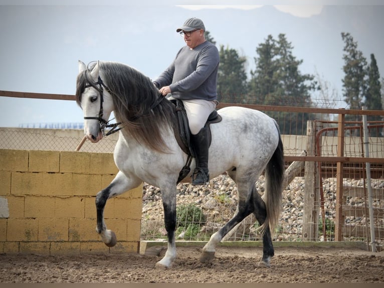 PRE Croisé Étalon 9 Ans 160 cm Gris in Valencia