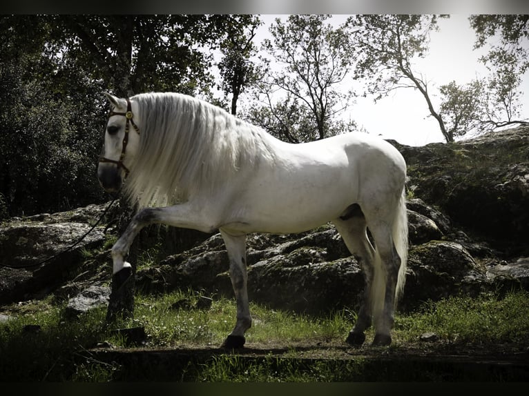 PRE Croisé Étalon 9 Ans 161 cm Blanc in MADRID