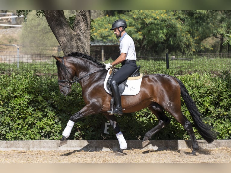 PRE Croisé Étalon 9 Ans 162 cm Bai brun in Saint-Laurent-de-Ceris