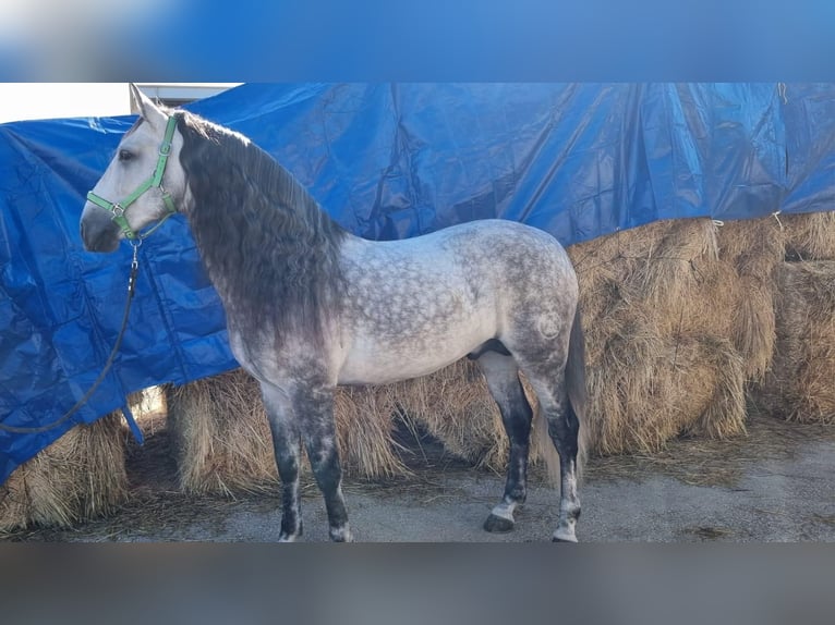 PRE Étalon 9 Ans 162 cm Gris in Los Arenales Del Sol