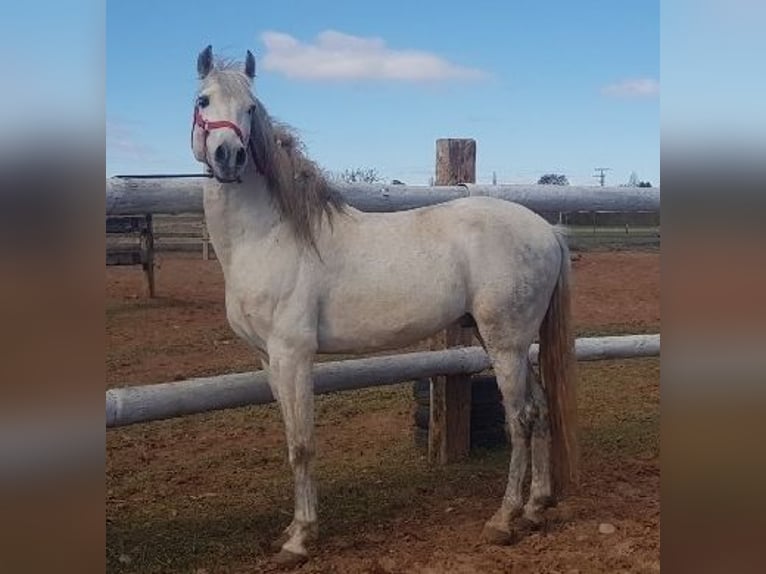 PRE Croisé Étalon 9 Ans 162 cm Gris in Madrid