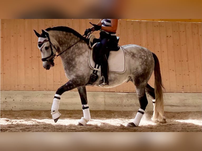 PRE Croisé Étalon 9 Ans 162 cm Gris in NAVAS DEL MADRONO