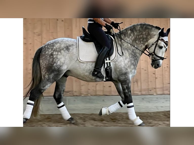 PRE Croisé Étalon 9 Ans 162 cm Gris in NAVAS DEL MADRONO