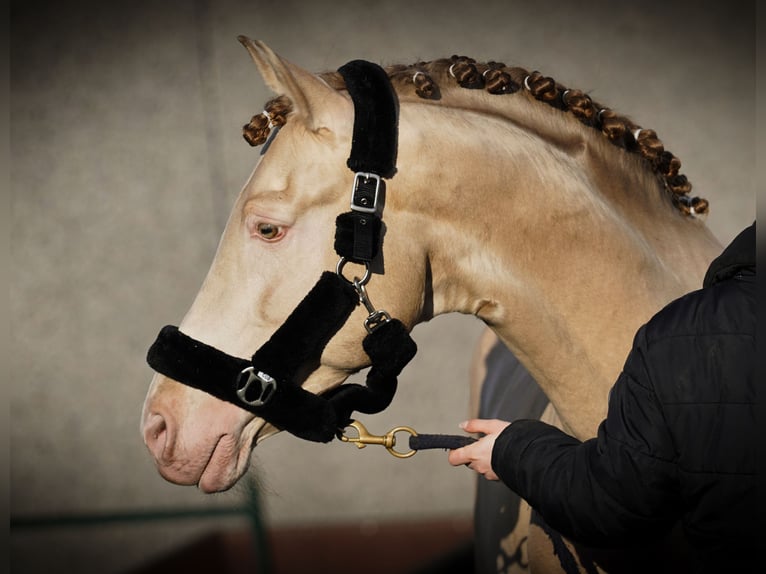 PRE Étalon 9 Ans 162 cm Perlino in Heuvelland