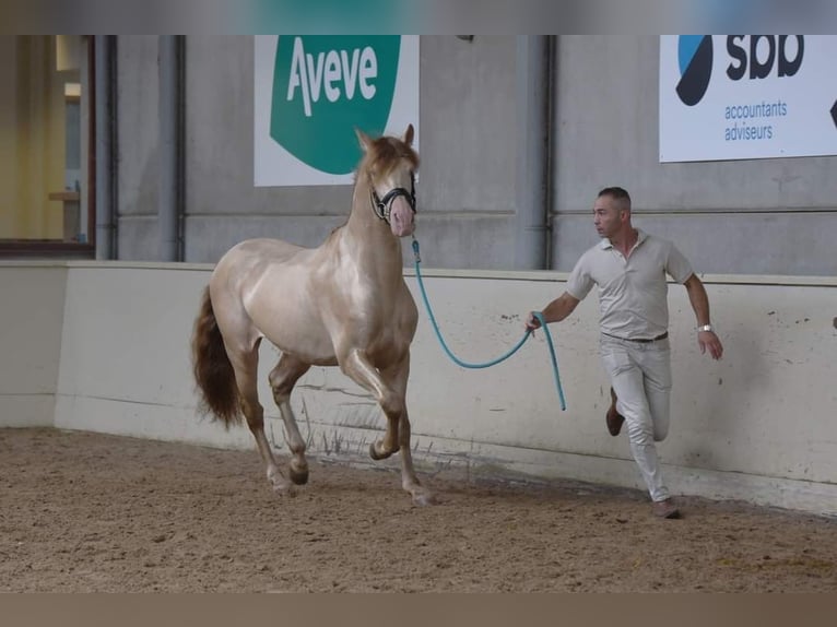 PRE Étalon 9 Ans 162 cm Perlino in Heuvelland