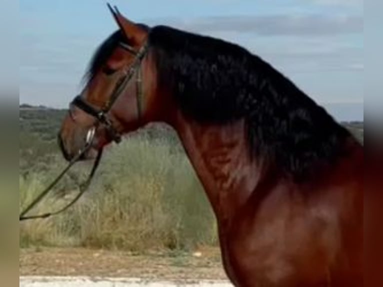 PRE Croisé Étalon 9 Ans 163 cm Bai cerise in MADRID