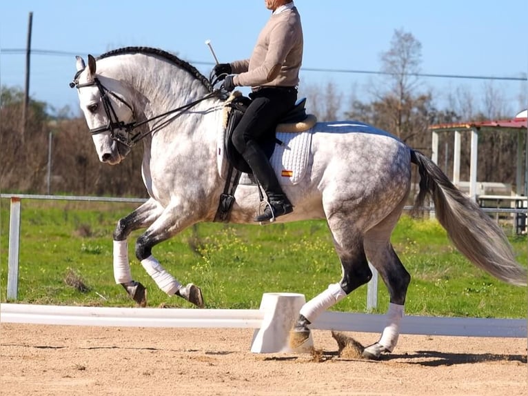 PRE Croisé Étalon 9 Ans 163 cm Gris in Navas Del Madroño
