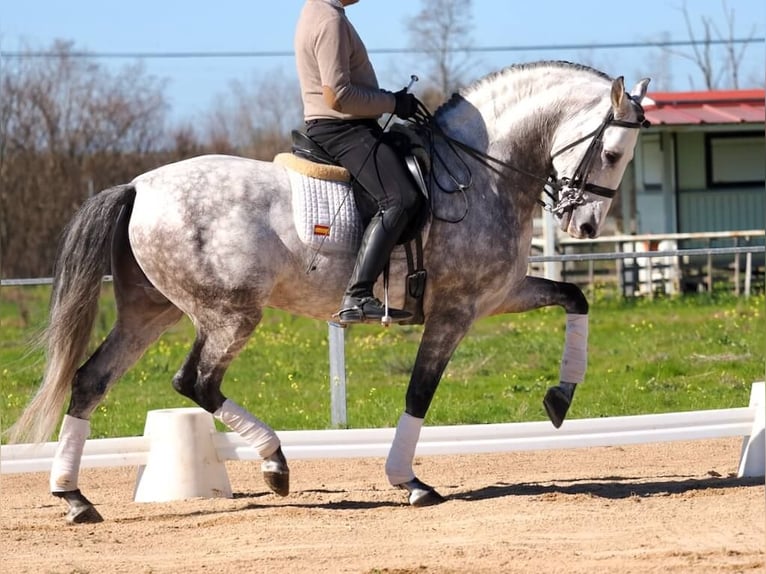 PRE Croisé Étalon 9 Ans 163 cm Gris in Navas Del Madroño