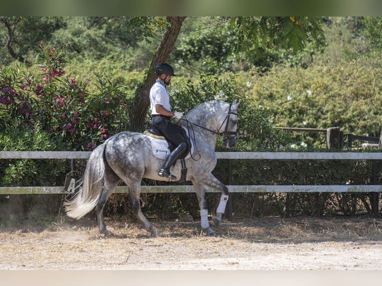 PRE Croisé Étalon 9 Ans 163 cm Gris pommelé in Los Barrios