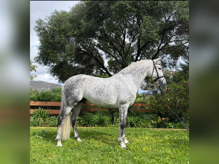 PRE Croisé Étalon 9 Ans 163 cm Gris pommelé in Los Barrios