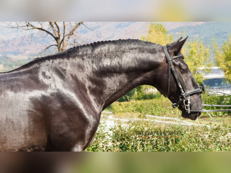 PRE Croisé Étalon 9 Ans 163 cm Noir in NAVAS DEL MADRONO