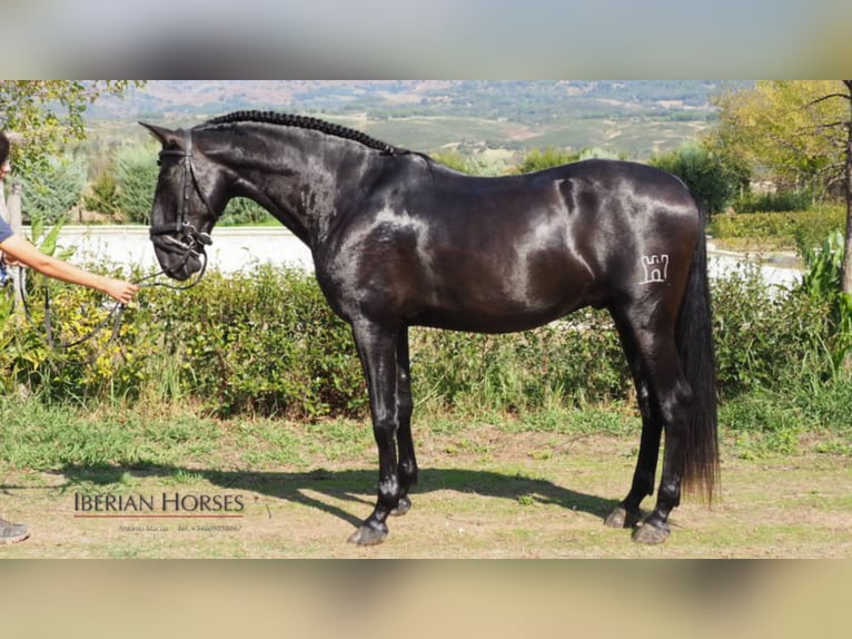 PRE Croisé Étalon 9 Ans 163 cm Noir in NAVAS DEL MADRONO