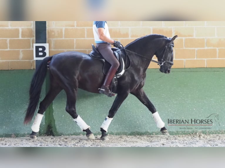 PRE Croisé Étalon 9 Ans 163 cm Noir in NAVAS DEL MADRONO