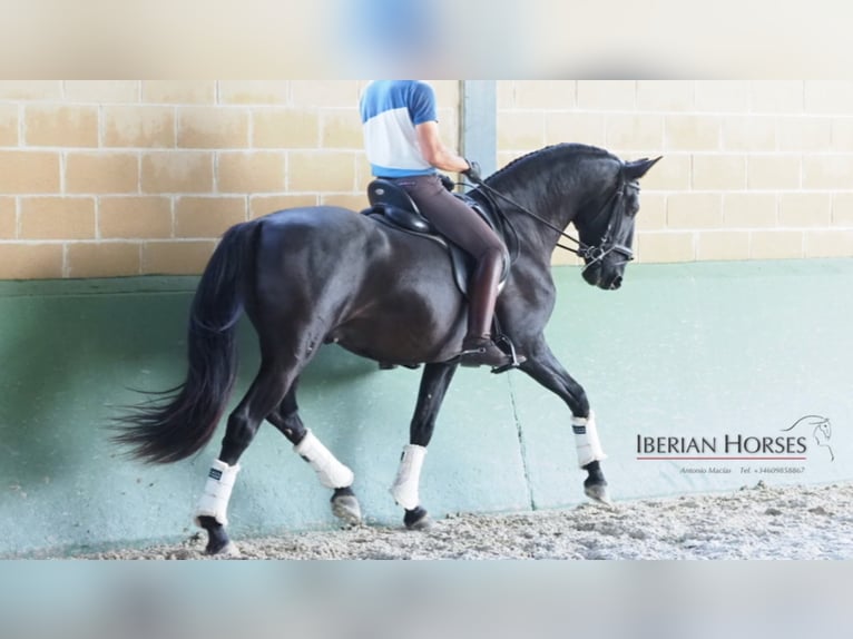 PRE Croisé Étalon 9 Ans 163 cm Noir in NAVAS DEL MADRONO