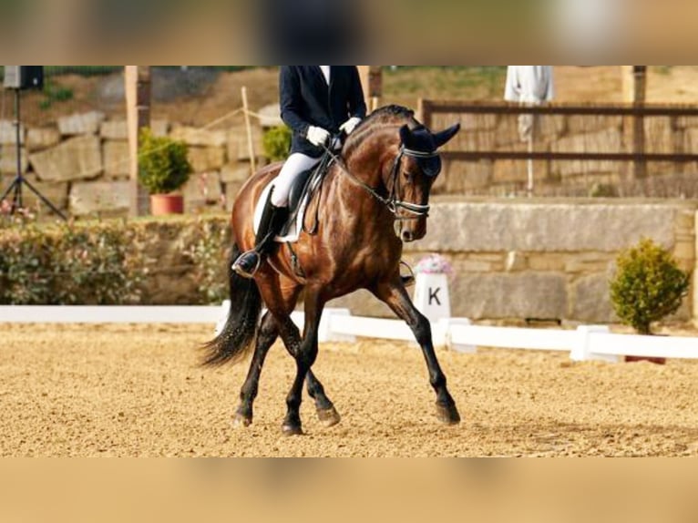 PRE Croisé Étalon 9 Ans 164 cm Bai cerise in NAVAS DEL MADRONO