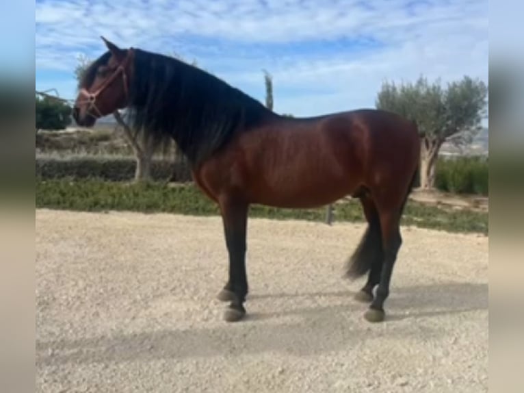 PRE Croisé Étalon 9 Ans 164 cm Bai in Martfeld