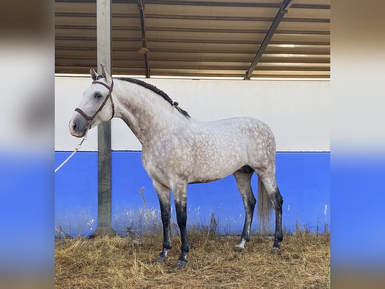 PRE Croisé Étalon 9 Ans 164 cm Gris pommelé in Santa Perpetua de Mogoda