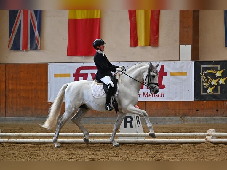 PRE Croisé Étalon 9 Ans 165 cm Gris in Jaidhof
