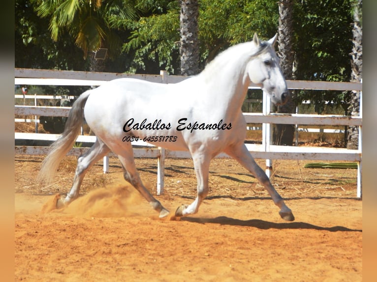 PRE Étalon 9 Ans 165 cm Gris in vejer de la frontera