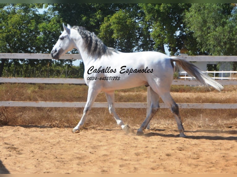 PRE Étalon 9 Ans 165 cm Gris in vejer de la frontera