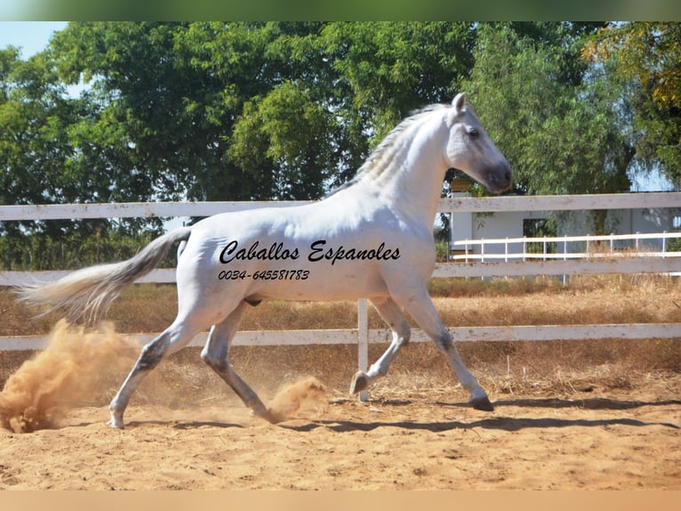PRE Étalon 9 Ans 165 cm Gris in vejer de la frontera