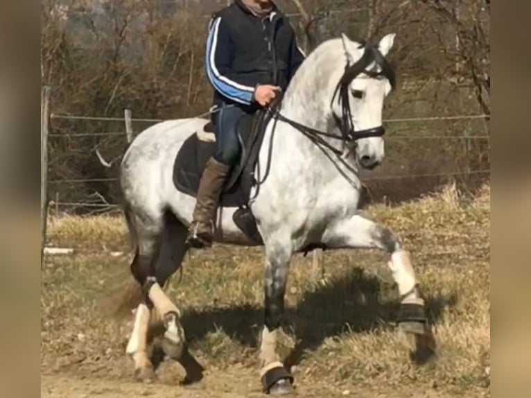 PRE Croisé Étalon 9 Ans 165 cm Gris pommelé in Martfeld