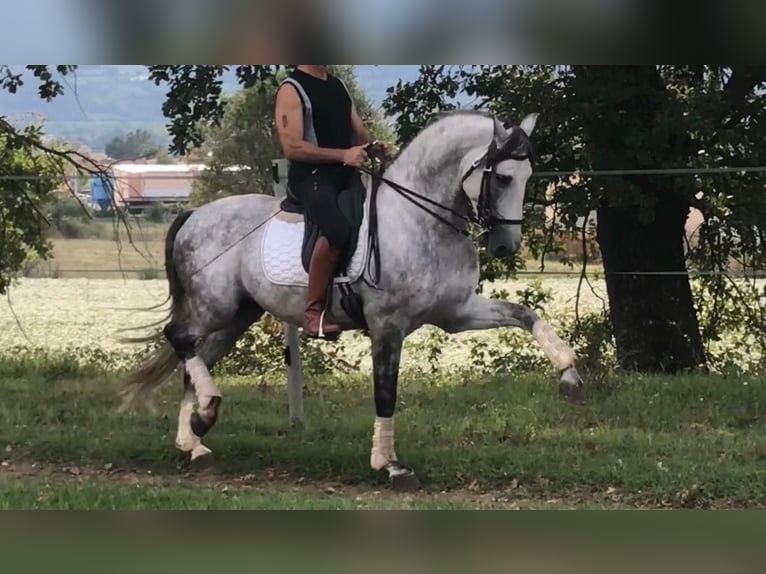 PRE Croisé Étalon 9 Ans 165 cm Gris pommelé in Martfeld