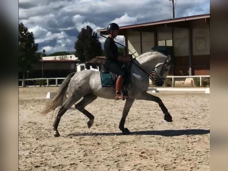 PRE Croisé Étalon 9 Ans 165 cm Gris pommelé in Martfeld