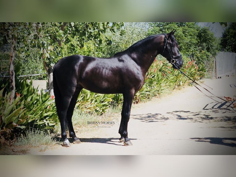 PRE Croisé Étalon 9 Ans 165 cm Noir in NAVAS DEL MADRONO