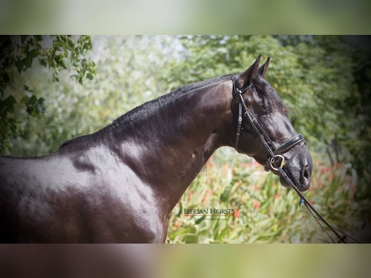 PRE Croisé Étalon 9 Ans 165 cm Noir in NAVAS DEL MADRONO