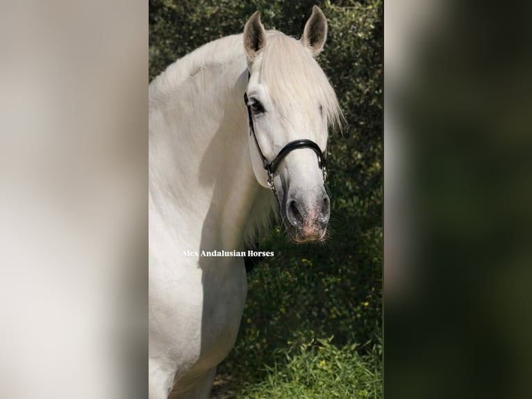 PRE Croisé Étalon 9 Ans 166 cm Blanc in Sevilla