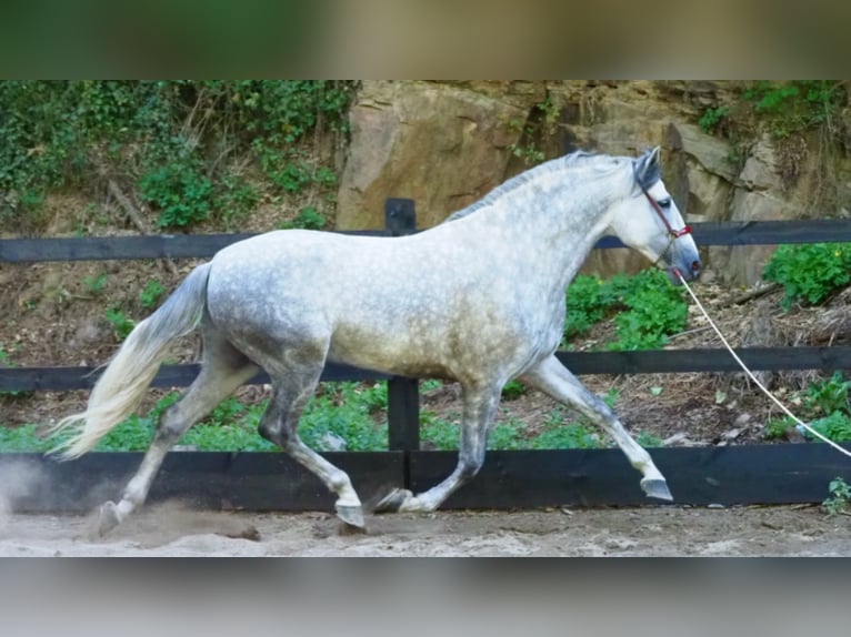 PRE Croisé Étalon 9 Ans 166 cm Gris in NAVAS DEL MADRONO