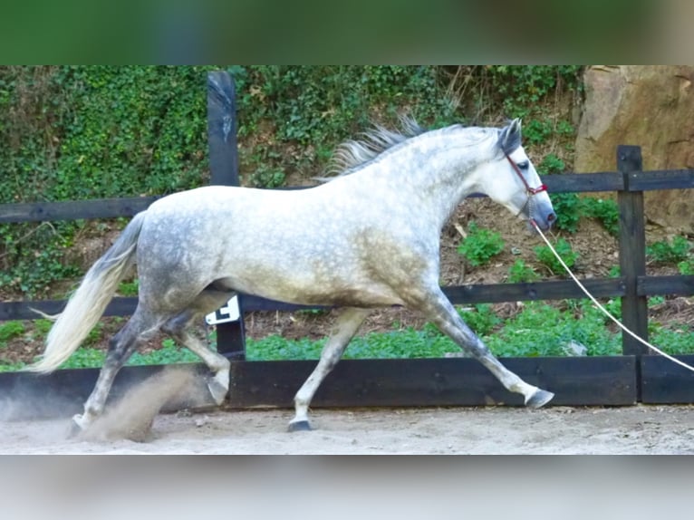 PRE Croisé Étalon 9 Ans 166 cm Gris in NAVAS DEL MADRONO