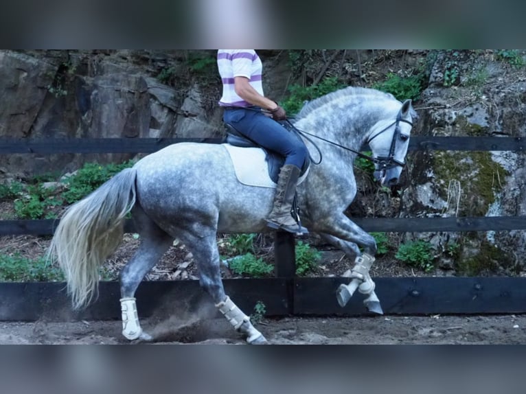 PRE Croisé Étalon 9 Ans 166 cm Gris in NAVAS DEL MADRONO