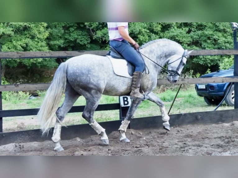 PRE Croisé Étalon 9 Ans 166 cm Gris in NAVAS DEL MADRONO