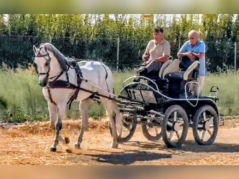 PRE Étalon 9 Ans 166 cm Gris pommelé in Sevilla